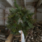 Evergreen Wreath